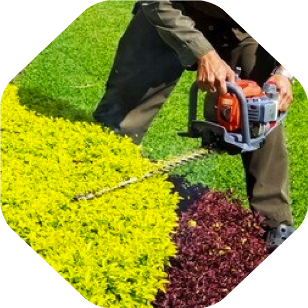 Hedge Trimming in Lewisville TX Bush and Shrub Trimming