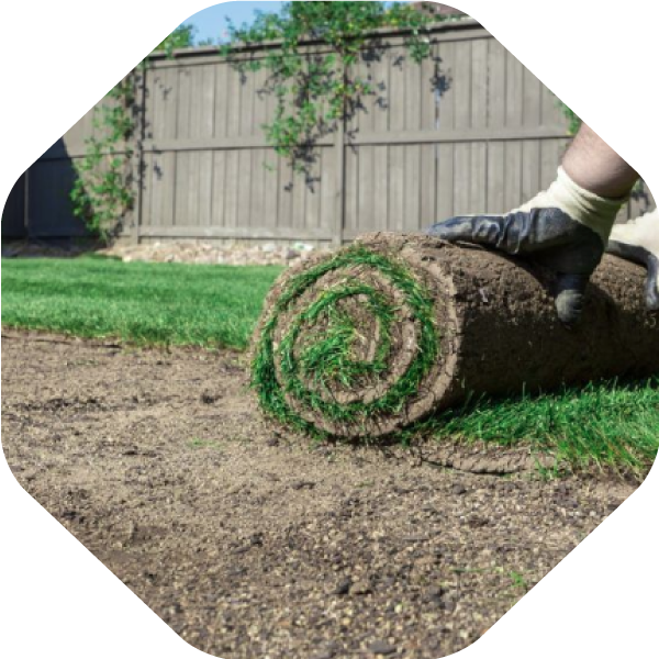 Sod Installation Service Frisco TX Sodding Service