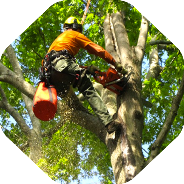 Best Tree Trimming in Carrollton TX Tree Pruning